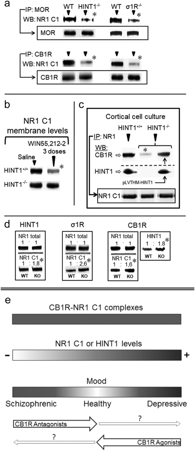 Cannabinoids, via CB1Rs negatively control the presence of NMDAR NR1 C1 subunits in neural membranes(a) In HINT1−/− and σ1R−/− mice, MOR/CB1R association with NR1 C1 subunits is impaired. IP immunoprecipitation, WB western blot. The immunoprecipitated levels of MORs and CB1Rs are indicated. (b) The cannabinoid agonist WIN55,212-2 promotes the co-internalization of CB1Rs and NR1 C1 subunits. Mice received three intracerebroventricular doses of WIN55,212-2 or saline spaced 90 min apart and were sacrificed 3 h after the last injection. Adapted from ref. 25. (c) The HINT1 protein restores the CB1R-NR1 C1 association. The HINT1 protein was introduced with lentiviral particles. Murine HINT1 was cloned in the pLVTHM vector downstream of the H1 promoter. Lentiviruses (pVLTHM-HINT1 cDNA, psPAX2, pMD2.G) were prepared in HEK-293T cells. Adapted from ref. 23. (d) Total NR1 and NR1 C1 subunits in the frontal cortices of HINT1−/−, σ1R−/− or CB1R−/− mice. For CB1R−/− mice, HINT1 levels are shown. Within each row, knockout (KO) values are compared with those of the respective wild-type (WT) mice (assigned an arbitrary value of 1). The * indicates a significant difference between the study and control group, ANOVA, followed by Dunnett’s multiple comparisons vs. control group, p < 0.05. Representative blots are shown. Details are given in the references indicated in Results. (e) Diagram showing the possible influence of HINT1/NR1 C1 levels on mental disorders such as schizophrenia and depression