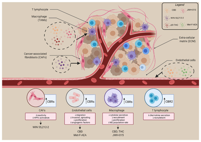 ECS re-shape TME by regulating the functionality and reactivity of different cellular components. Several TME cells express receptors of the ECS; particularly, immune cells, CAFs, and endothelial cells. Cannabinoids are able to mediate several anticancer mechanisms; these bioactive lipids reduce cytokine secretion, T-cell recruitment, proliferation, M2 population rate, thus acting on immune components; reduce CAFs reactivity and invasive ability. On endothelial cells, cannabinoids act on migration, invasion, sprouting features and reduce angiogenic factors release. Cannabinoids showed in the figure: CBD, WIN 55,212-2, Δ9-THC, JWH-015, Met-F-AEA. Created with BioRender.com. Adapted from “Tumor Microenvironment” template, accessed on 16 November 2021.