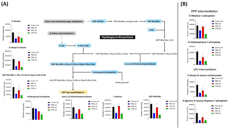 (A) Schematic diagram depicting significantly impacted metabolites and bar charts of amino-sugar and nucleotide-sugar metabolism and downstream peptidoglycan biosynthesis for A. baumannii ATCC 19606 treated with polymyxin B (PMB) or cannabidiol (CBD) monotherapy and the combination (COM) after 4 h exposure. (B) Bar charts for the significantly impacted metabolites of pentose phosphate pathway (PPP) and lipopolysaccharide (LPS) biosynthesis following polymyxin B (PMB) or cannabidiol (CBD) monotherapy and the combination treatment at 4 h (≥0.59-log2-fold, p ≤ 0.05). Blue rectangles: significantly inhibited metabolites; Red rectangles: Significantly increased metabolites.
