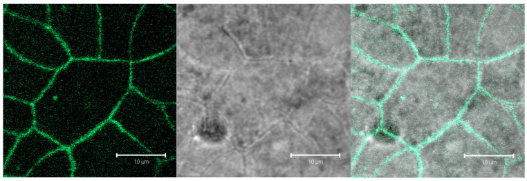 Confocal microscopic images of Caco-2 cells forming a closed monolayer. Tight junctions were labeled using an Alexa Fluor 488 antibody against the tight junction protein ZO-1. (Left): fluorescent image, (Middle): transmission image; (Right): overlay.