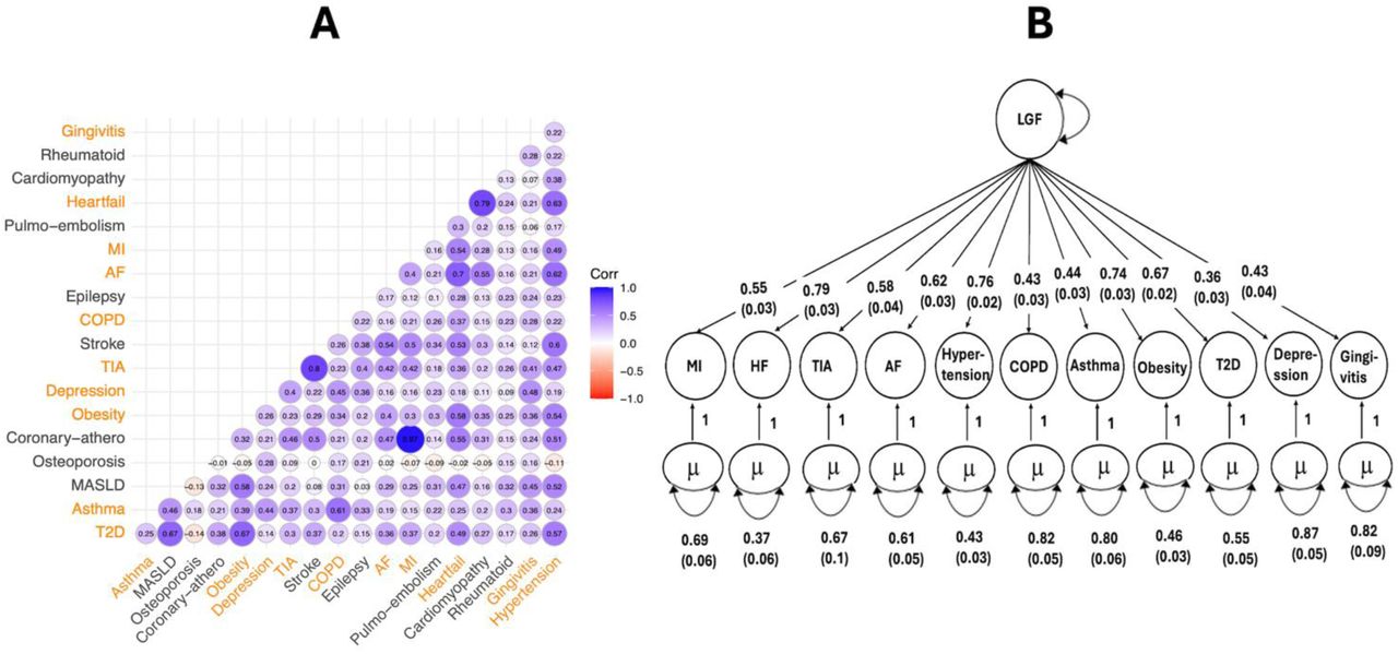 Genetic correlations and multivariate genetic factor model of cardiometabolic diseases. A. SNP-based pairwise genetic correlations for the nineteen cardiometabolic disorders estimated using Linkage Disequilibrium Score (LDSC) regression. B. Path diagram with standardized factor loadings in the hierarchical model estimated using Genomic SEM. The μ represents the residual variance that is not explained by the latent factor. Abbreviations: Pulmo-embolism, pulmonary embolism; MI, myocardial infarction; AF, atrial fibrillation and flutter; COPD, chronic obstructive pulmonary disease; TIA, transient ischemic attack; Coronary-athero, coronary atherosclerosis; MASLD, metabolic dysfunction-associated steatotic liver disease; T2D, type 2 diabetes mellitus; LGF, latent genetic factor.