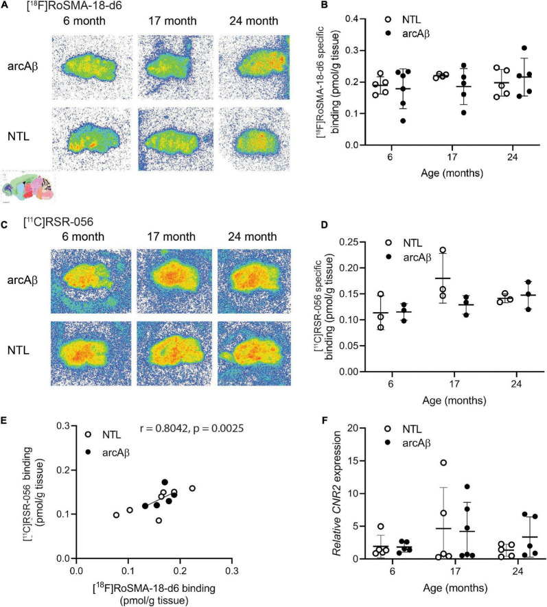 Comparable regional [18F]RoSMA-18-d6 and [11C]RSR-056 specific binding in the brains of arcAβ and non-transgenic mice at 6, 17, and 24 months of age. (A) Representative [18F]RoSMA-18-d6 (0.5 nM) autoradiographic images (total binding) of sagittal brain sections of arcAβ and non-transgenic littermate (NTL) mice at 6 months of age (n = 5, 6), 17 months of age (n = 4, 5), and 24 months of age (n = 5, 5). (C) Representative [11C]RSR-056 (2 nM) autoradiographic images (total binding) of sagittal brain sections of arcAβ and non-transgenic littermate (NTL) mice at 6 months of age (n = 3, 3), 17 months of age (n = 3, 3), and 24 months of age (n = 3, 3). (B,D) Quantification of specific binding of [18F]RoSMA-18-d6 (0.5 nM), and [11C]RSR-056 (2 nM) in the whole sagittal brain slice in panels (A,C). Two-way ANOVA, arcAβ vs. NTL. (E) Robust correlation between specific binding of [18F]RoSMA-18-d6 (0.5 nM) and [11C]RSR-056 (2 nM) autoradiograms on arcAβ and NTL mouse brain hemispheres (Spearman rank, r = 0.8042, p = 0.0025). (F) Cnr2 expression in arcAβ and NTL mouse brain hemisphere homogenates at 6 months of age (n = 5, 5), 17 months of age (n = 5, 6), and 24 months of age (n = 5, 5).