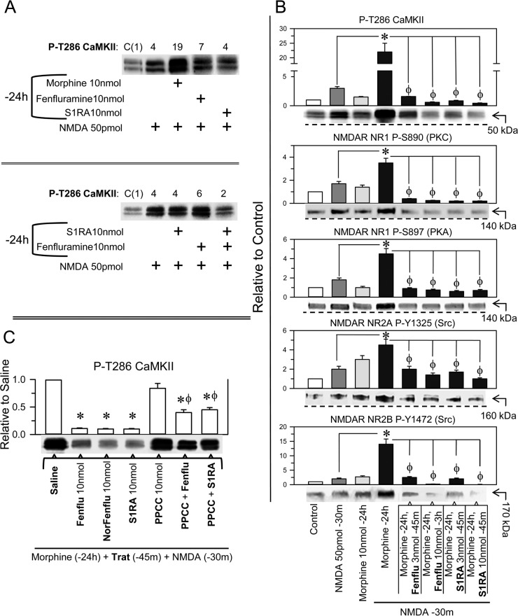 Effect of fenfluramine and S1RA on the overactivity of NMDARs promoted by NMDA in morphine-primed mice(A) Morphine-primed mice exhibited a high level of CaMKII auto phosphorylation in response to NMDA. This effect was not evoked by fenfluramine or S1RA, which instead diminished P-T286 CaMKII levels in those morphine and NMDA-treated mice. The assay was repeated at least twice. The immunosignals are expressed relative to the control (C, value of 1), which received saline instead of the treatments indicated. (B) Effect of the different treatments on NMDAR phosphorylation and on P-T286 CaMKII. All substances were given icv, and the mice were killed at the post-drug intervals indicated, e.g., 30 min after NMDA and 24 h after morphine. The combined treatments started with morphine, and 24 h later, fenfluramine or S1RA was administered 45 m before NMDA. * Significant difference with respect to the group that received only morphine; ϕ significant difference respect to the morphine-primed group that received only NMDA 24 h later; ANOVA, Dunnett multiple comparisons vs control group, p < 0.05. (C) Effect of the σ1R agonist PPCC on the diminished effect of fenfluramine and S1RA on CaMKII hyper phosphorylation evoked by NMDA. The mice were primed with morphine, and 24 h later, the effects of the different drugs on P-T286 CaMKII were evaluated. *Significant difference with respect to the morphine-primed group that received saline instead of the drug and NMDA 24 h later; ϕ significant difference with respect to the group that received fenfluramine or S1RA but not PPCC; ANOVA, Dunnett multiple comparisons vs control group, p < 0.05. (A–C) Each bar represents the mean ± SEM of 6 mice. Details as in Figure 3 and Supplementary Figure 3.