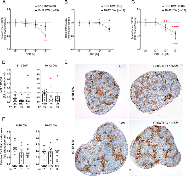 Effect of CBD and/or THC on Leydig cell functions. Amount of testosterone in the supernatants of fetal human testis explants of 8–10 (gray line) or 10–12 (black line) DW cultured for 72 h in presence of controls (DMSO and/or EtOH) or 10−7 to 10−5 M of (A) CDB, (B) THC, or (C) a mixture of CBD/THC (ratio 1:1). Results are expressed related to the amount of testosterone produced during the first 24 h of culture (D0) and as fold from the respective control. Data are means + / − SEM. An ANOVA test was performed followed by Friedman test for pair comparisons (*, p < 0.05; ***, p < 0.01; **p < 0.001; ****, p < 0.0001). (D) Concentration of insulin-like factor 3 (INSL3) in the supernatants of fetal human testis explants of 8–10 or 10–12 DW cultured for 72 h in presence of controls or 10−5 M of CBD, THC, or a mixture of CBD/THC (ratio 1:1). Results are expressed related to the amount of INSL3 produced during the first 24 h of culture (D0) and as fold from the respective controls. Data are means + / − SEM. Control and treated conditions were compared two by two using Wilcoxon tests. (*, p < 0.05). (E) Representative immunostaining of CYP11A1 in 8–10 and a 10–12 DW human fetal testis in controls (DMSO/EtOH) and CBD/THC (ratio 1:1) conditions. CYP11A + cells appear dark brown (DAB staining) in extracordonal tissue, and sections were counterstained with hematoxylin (in blue). No change in terms of Leydig cell morphology was observed. Scale bar = 100 µm. (F) Quantification of the surface area occupied by CYP11A1 + Leydig cells related to the section surface after 10−5 M of CBD and/or THC treatment compared to respective controls in 8–10 and 10–12 DW embryonic testis