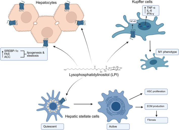 Pathogenic LPI/GPR55 signalling in the liver activates hepatic stellate cells, promotes extracellular matrix deposition, induces SREBP‐1c–mediated lipogenesis via ACC and FAS, and enhances inflammation through TNF‐α, IL‐6, and IFN‐γ. ACC, Acetyl‐CoA carboxylase; ECM, extracellular matrix; FAS, fatty acid synthase; HSC, hepatic stellate cells; IFN‐γ, interferon gamma; IL‐6, interleukin 6; SREBP‐1c, transcription factor sterol‐regulatory element binding protein‐1c; TNF‐α, tumour necrosis factor alpha. Created with BioRender.com.