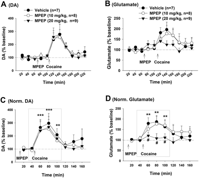 Effects of MPEP on cocaine-induced changes in extracellular DA and glutamate in the NAc. (A,B) Effects of MPEP and cocaine on extracellular DA (A) and glutamate (B) in the NAc in rats after cocaine self-administration and extinction. (C,D) Cocaine-induced % changes in extracellular DA or glutamate over new baseline (mean value of two samples before cocaine injection) in the presence or absence of MPEP, illustrating that MPEP pretreatment significantly attenuated cocaine-enhanced glutamate, but not DA, in a dose-dependent manner. **p < 0.01, ***p < 0.001, compared to pre-cocaine baseline; #p < 0.05, compared to vehicle control group. The inserted boxes in Panels (C,D) show the areas from which the data were subjected to statistical analysis.