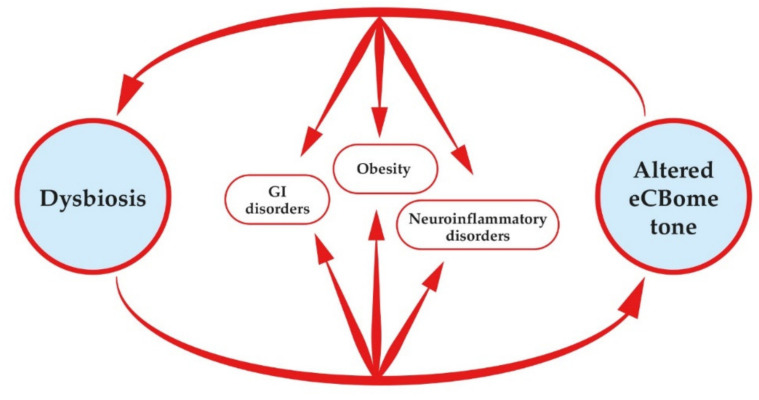 Crosstalk between the gut microbiota and the eCBome. Dysbiosis causes an altered tone of the eCBome, which in turn can feedback on dysbiosis. Disrupted cross talk between these two complex systems is involved in the pathogenesis of gut inflammatory diseases, obesity and neuroinflammatory and mood disorders (e.g., neuropathic pain and depression).
