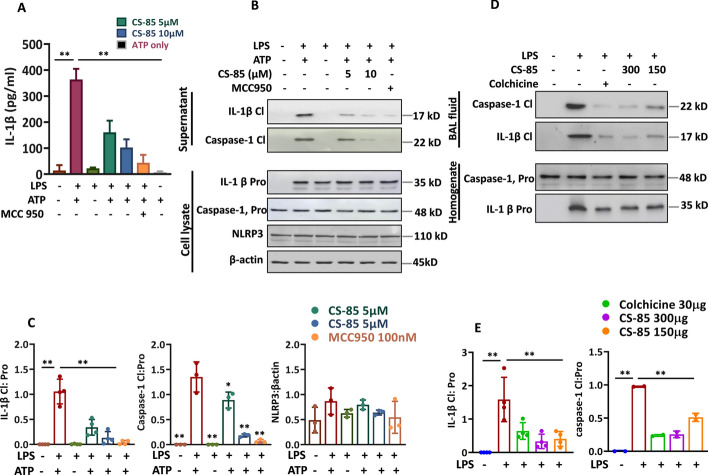 CS-85 blocks NLRP3 inflammasome activation. A. LPS-primed BMDMs were treated with indicated concentration of CS-85, or MCC950 (100 nM) for 1 h, followed by activation with ATP (5 mM, 30 min). The supernatants were collected and used for IL-1β estimation by ELISA. B LPS-primed BMDMs were treated with indicated concentration of CS-85, or MCC950 (100 nM) for 1 h, followed by activation with ATP (5 mM, 30 min). The supernatants were analyzed for cleaved IL-1β and cleaved caspase-1 by immunoblotting, whereas the cell lysates were used for estimation of pro-IL-1β, pro-caspase-1, and NLRP3. β-actin was used as loading control. Data are presented as mean + SD of three independent experiments. C The graph shows the densitometry analysis of indicated proteins in Fig. 7B for at least three independently performed experiments (n = 3). D Mice were subjected to CS-85 or colchicine treatment for 1 h, followed by LPS instillation (75 µg/mouse). Colchicine was administered via intraperitoneal route at 1 mg/kg of body weight. Then, 24 h after LPS exposure, BAL was performed on mice, and their lungs were collected and homogenized. The lung homogenates were analyzed for pro-IL-1β and pro-caspase-1, whereas cleaved-IL-1β and cleaved-caspase-1 were assessed from BAL fluid (n = 3). E The graph shows the densitometry analysis of indicated proteins in Fig. 7D for three experiments (n = 3). The data are presented as mean ± SD. **p < 0.001, *p < 0.05 compared with either LPS + ATP-treated cells or LPS-treated mice