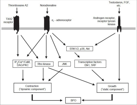 Mechanisms of prostate smooth muscle contraction and assumed connections to the regulation of prostate growth. In contrast to earlier concepts, α1-adrenoceptors in the prostate are no longer regarded as isolated receptors mediating exclusively contraction. In fact, α1-adrenoceptors in the prostate are part of a signaling network, where different receptors and non-adrenergic mediators cooperatively regulate prostate smooth muscle tone and growth, leading to benign prostate obstruction. Prostate α1-adrenoceptors lead to contraction by activation of the IP3/Ca2+/calmodulin pathway, of DAG/protein kinase C, of the RhoA/Rho kinase pathway, and by a JNK-dependent mechanism. At least the Ca2+- and Rho kinase-dependent mechanisms are shared by TXA2 receptors, which cause prostate smooth muscle contraction in parallel to α1-adrenoceptors. In addition, α1-adrenoceptors share intracellular effectors with hormone receptors and growth factors (e. g. fibroblast growth factor): Stimulation of prostate α1-adrenoceptors leads to activation of ERK1/2, Akt and transcription factors, which are well known to mediate growth and differentiation