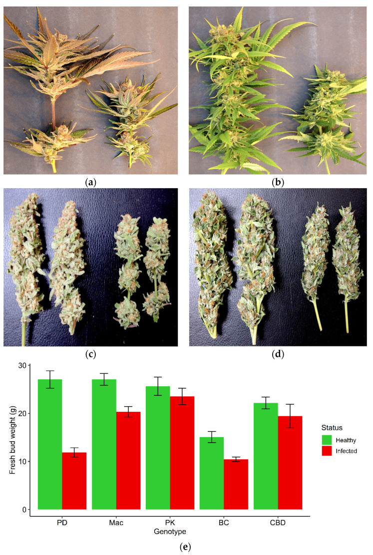 Symptoms of reduced inflorescence growth on two cannabis genotypes attributed to infection by Hop latent viroid, which was confirmed by high-throughput sequencing (HTS). Stunted inflorescence growth can be seen on the genotypes Mac-1 (a,c) and PD (b,d). In each photo, the healthy (asymptomatic) samples are shown on the left, while the infected ones are shown on the right. The harvested and trimmed dried inflorescences of the same two genotypes (c,d) showed a reduced size and volume of the tissues, which was reflected in the reduced weight. (e) Fresh weight measurements of the inflorescences of five cannabis genotypes that were healthy (asymptomatic) (green columns) or affected by hop latent viroid as confirmed by HTS (red columns). Measurements were made at harvest. Error bars show standard errors of the mean (n = 5). There was no observable reduction in growth on genotypes PK and CBD, while PD, Mac, and BC showed significantly reduced growth.