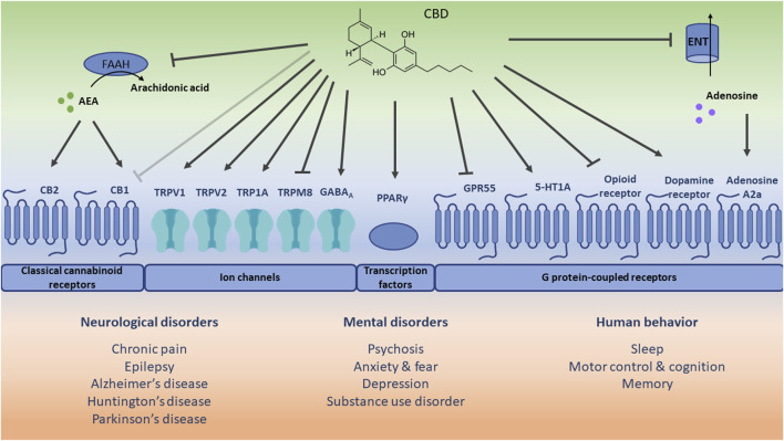 Schematic representation of potential receptor-dependent and independent mechanisms via which cannabidiol (CBD) may play a role in the treatment of therapeutic applications. The direct (ant)agonistic actions of CBD are depicted with arrows and lines toward the respective receptors. Additionally, the indirect receptor mechanisms of CBD, i.e., via increased anandamide (AEA) concentration [by inhibiting its hydrolysis to arachidonic acid via fatty acid amide hydrolase (FAAH)], and increased extracellular adenosine concentration [by inhibiting its uptake via equilibrative nucleoside transporter (ENT)] are included. The light grey inhibitory arrow indicates an antagonistic effect of CBD towards cannabinoid receptor 1 (CB1). However, it should be noted that CBD displays a low affinity for CB1 and a minimal direct activity at CB1. CB2: cannabinoid receptor 2; TRPV1: transient receptor potential vanilloid channel 1; TRPV2: transient receptor potential vanilloid channel 2; TRPA1: transient receptor potential ankyrin channel 1; TRPM8: transient receptor potential melastin channel 8; GABAA: γ-aminobutyric acid type A receptor; PPARγ: peroxisome proliferator-activated receptor gamma; GPR55: G protein-coupled receptor 55; 5-HT1A: serotonin 1A receptor.