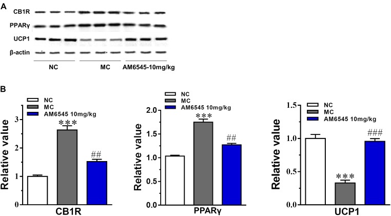 Effect of AM6545 on protein expression in intraperitoneal adipose tissue of the MSG mice. (A) The protein expression of CB1R, PPARγ, and UCP1 analyzed by Western blot assay. (B) Quantification of the results in (A). Results are normalized to β-actin in the correspondent group, and expressed as relative expression compared with that in NC group. NC, normal control; MC, model control; values are mean ± SEM, n = 3; ∗∗∗p < 0.001 versus NC group; ##p < 0.01, ###p < 0.001 versus MC group.