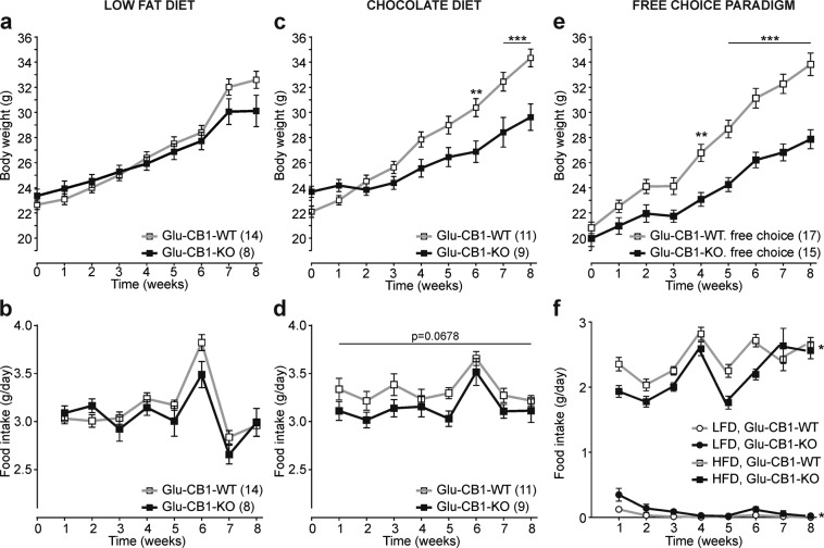 Glu-CB1-KO mice have a reduced overconsumption only of palatable food.a, b Body weight growth curves (a) and food intake (in grams per day) (b) of Glu-CB1-KO (n = 8) and Glu-CB1-WT (n = 14) mice under low-fat diet (LFD). c-d Chocolate-flavored pellets have the same caloric content but higher sucrose concentration than LFD. Body weight (c) and food intake (d) Glu-CB1-KO (n = 9) and Glu-CB1-WT (n = 11) mice fed with chocolate-flavored pellets. e, f In the free-choice paradigm, all mice had free access to LFD and HFD. Body weight (e) and food intake of LFD and HFD (f) of Glu-CB1-KO (n = 15) and Glu-CB1-WT (n = 17) mice. Repeated measures two-way ANOVA analysis and Bonferroni’s multiple comparison tests at indicated time points, *p < 0.05; **p < 0.01; ***p < 0.001 Glu-CB1-WT vs Glu-CB1-KO. Food intake was analyzed by ANCOVA analysis using body weight as covariate, **p < 0.01 (d); *p < 0.05 (HFD, f). Data are shown as mean ± SEM.