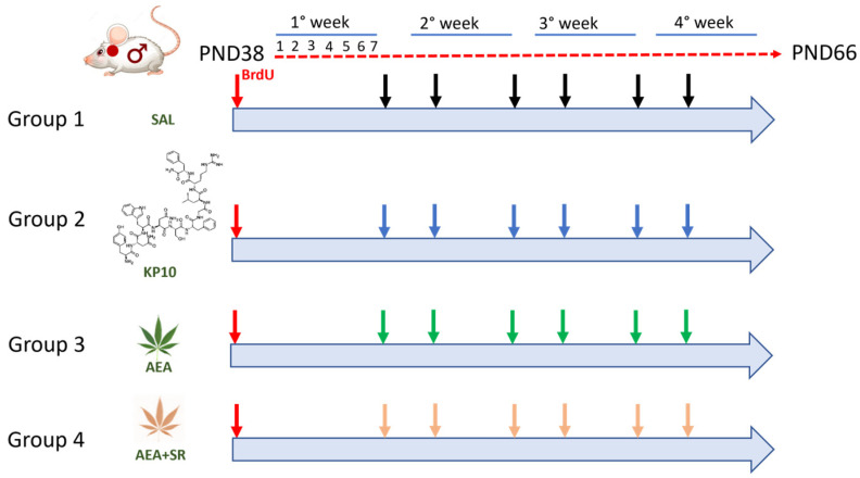Diagram of the animal experimental protocol. Red arrows indicate treatment with BrdU; black arrows indicate controls (SAL); blue arrows indicate treatment with Kisspeptin10 (KP10); green arrows indicate treatment with Anandamide (AEA); and pink arrows indicate treatment with Anandamide plus SR141716A (AEA+SR).