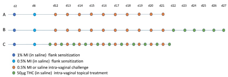 Sensitization, challenge, and treatment timelines. Schedule of MI in saline flank sensitizations and challenges (A–C). (B) Therapeutic intra-vaginal Δ-9-tetrahydrocannabinol (THC) treatment timeline. (C) Preventative intra-vaginal THC treatments.