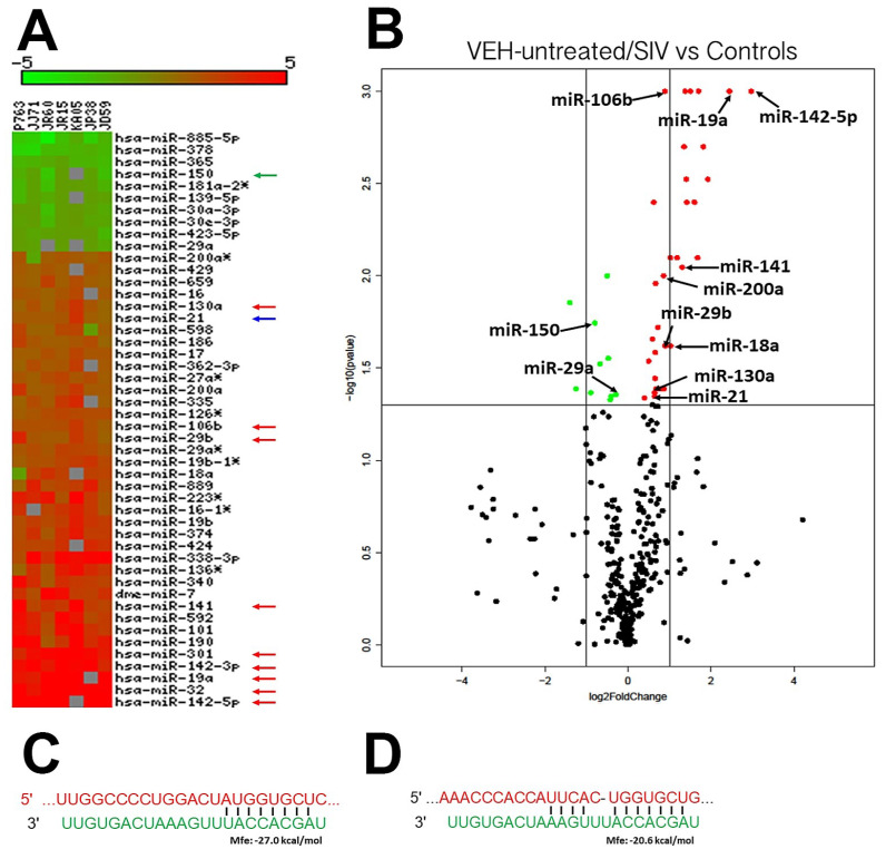 Changes in miRNA expression in the whole OPM tissue of chronically VEH-untreated SIV-infected rhesus macaques. The heat map shows all differentially expressed (p ≤ 0.05) miRNAs in the OPM of VEH-untreated/SIV vs. controls (A). miRNA species originating from the opposite arm of the precursor are denoted with an asterisk (*). Volcano plot shows the relationship between fold-change (X-axis) and statistical significance (Y-axis) of differentially expressed miRNAs in VEH-untreated/SIV rhesus macaques relative to controls (B). The vertical lines in (B) correspond to 2.0-fold up and down, respectively, and the horizontal line represents p ≤ 0.05. The negative log of statistical significance (p-value) (base 10) is plotted on the Y-axis, and the log of the fold change base (base 2) is plotted on the X-axis in (B). Green and red arrows indicate, respectively, downregulated and upregulated miRNAs common to VEH-untreated/SIV rhesus macaques. The location of miRNAs of interest is denoted with arrows in (B). miRNA–mRNA duplex showing a single miR-29b binding site (seed nucleotide region) on the rhesus macaque AGR2 (C) and TSC22D3 (D) mRNA 3′ untranslated region.