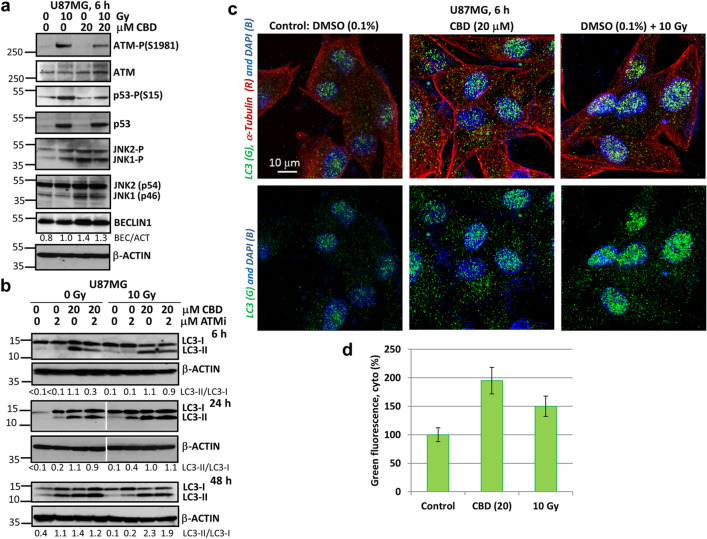 CBD induced autophagy in U87MG GBM 2D cell culture. (a) Western blot analysis of cell signaling proteins was performed 6 h after specified treatment of U87MG cells with CBD (20 μM) and γ-irradiation (10 Gy), alone or in combination. (b) Western blot analysis of LC3-II and LC3-I autophagy-related proteins was performed 6 h, 24 h and 48 h after treatments of GBM cells with CBD (20 μM), ATMi (2 μM) and γ-irradiation (10 Gy), alone or in combination. Original blots are shown in the “Supplementary information” section. After protein transfer, blot membranes were cut in two (or three) parts, which contained high molecular weight and low molecular weight proteins, respectively. The delineation of membranes was based on the well-known apparent molecular weight of investigated proteins. Cutting membranes were utilized for incubation with corresponding primary antibodies. The center lanes in LC3-I/II and β-ACTIN 24 h blots (which contain protein sample after an additional treatment non-used in this paper) were removed. (c) The LC3 puncta formation after indicated treatments of U87MG cells was detected using confocal microscopy with anti-LC3 Ab (green), anti-α-Tubulin Ab (red) and DAPI (blue). Images are shown with scale bar = 10 μm. (d) Relative levels of cytoplasmic green fluorescence (LC3) were determined using confocal images.