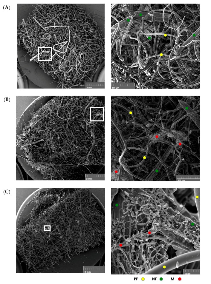 SEM micrographs with low (left) and high (right) magnification for the flax-PP dry mats at t28 under different exposure conditions. The conditions included (A) no water-no fungi, (B) yes water-no fungi, and (C) yes water-yes fungi. Similar to the hemp fiber composite, here (B) indicated that there have been omnipresent fungal species in the NFRC prior to its processing. Yellow, green and red circles indicate the presence of sample PP fibers, natural fibers, and mycelium fungus. Also notice the clear presence and extent of fungal spores (white dots) in the 25X magnified image (C).