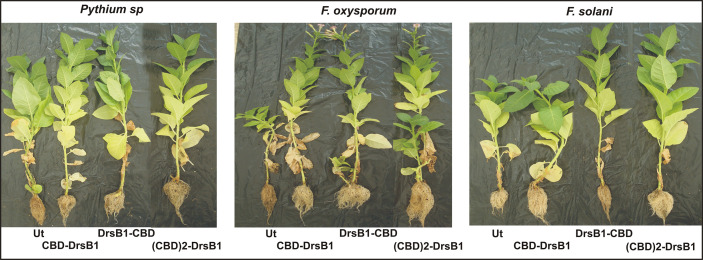 Greenhouse evaluation of transgenic tobacco plants expressing recombinant peptides for resistance against different fungi. Symptoms of fungal disease on transgenic and non-transgenic plants 2 months after inoculation with three fungal species under greenhouse conditions are seen.