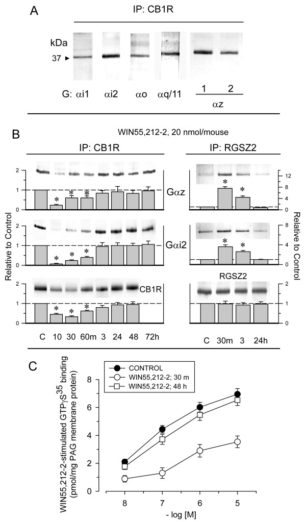WIN55,212-2 promotes reversible transfer of CB1R-regulated G proteins toward RGSZ2 proteins. A. Gα subunits co-precipitated with CB1Rs in PAG membranes. These proteins were assayed using antibodies to different Gα subunits. Gαz was studied using an antibody targeting the helical domain (1) and an antibody targeting the C-terminus (2). B. Groups of mice received a single icv injection of WIN55,212-2 (20 nmol) and were killed at the time points indicated. For each time point studied the PAG structures from 6 to 8 mice were pooled. The CB1R, RGSZ2, and associated proteins were then studied in PAG membranes. The immunosignals associated with these signals (average optical density of the pixels within the object area/mm2; Quantity One Software, BioRad) were expressed relative to the levels observed for the control group (attributed an arbitrary value of 1). Each bar is the mean ± SEM of three assays performed on PAG samples obtained from independent groups of mice. *Significantly different from the PAG control group (P < 0.05). C. Stimulated [35S]GTPγS binding by WIN55,212-2 in PAG membranes from mice injected with a cannabinoid agonist. Membranes from mice treated with vehicle (control; closed symbols) or exposed to WIN55,212-2 (20 nmol/mouse; open symbols) were obtained 30 min and 48 h after icv injection and incubated in [35S]GTPγS (0.1 nM) and increasing concentrations of WIN55,212-2. *Significantly different from the PAG control group (P < 0.05).
