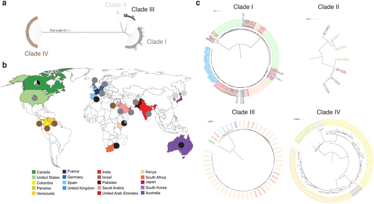 Global distribution of Candida auris clades.(a) Phylogenetic tree of 304 C. auris whole-genome sequences clustering into four major clades. Maximum likelihood phylogeny using 222,619 SNPs based on 1,000 bootstrap replicates. (b) Map detailing C. auris clade distribution by country (n = 19). (c) Phylogenetic tree of Clades I to IV; colors represent country.
