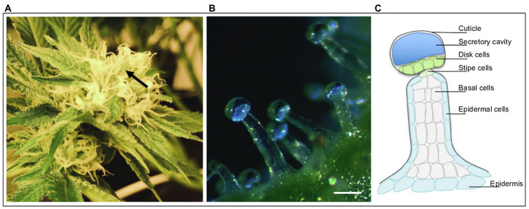 Cannabis (Cannabis sativa L.) inflorescence and trichomes. (A) An individual inflorescence, with majority of the organs covered in stalked glandular trichomes. Arrow indicates cluster of calyces and bracts covered with trichomes. (B) Dark field micrograph of stalked glandular trichomes protruding from calyx epidermis. Biosynthesis of secondary metabolites occurs in the secretory disk cells lining the base of the globular trichome head. The metabolites are stored in the clear subcuticular cavity above the secretory disk cells; this cavity will turn milky white to dark brown over the course of flower maturity. (C) Graphic illustration of stalked glandular trichome structure.