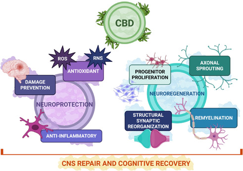 Schematic representation of the proposed dual role of CBD in neuroprotection and neuroregeneration.CBD influences multiple molecular targets and signaling pathways that support both neuroprotective and neuroregenerative properties. Neuroprotective actions are suggested to include the limitation of neuronal damage through anti-inflammatory and antioxidant mechanisms. Potential regenerative actions involve processes such as progenitor proliferation, axonal sprouting, remyelination, and synaptic reorganization, which contribute to structural repair. Together, these complementary processes are hypothesized to favor CNS repair and cognitive recovery. Created with BioRender.com. CBD: Cannabidiol; CNS: central nervous system; RNS: reactive nitrogen species; ROS: reactive oxygen species.