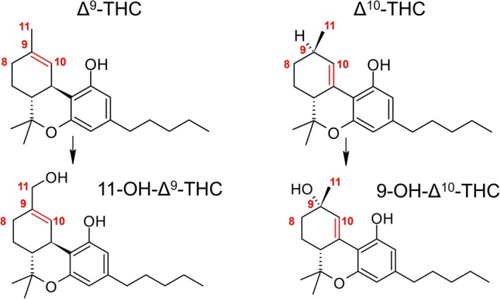 Metabolic pathway of ∆9‐THC to ∆9‐THC‐OH compared to the proposed metabolic pathway for the herein investigated (6aR,9R)‐∆10‐THC.