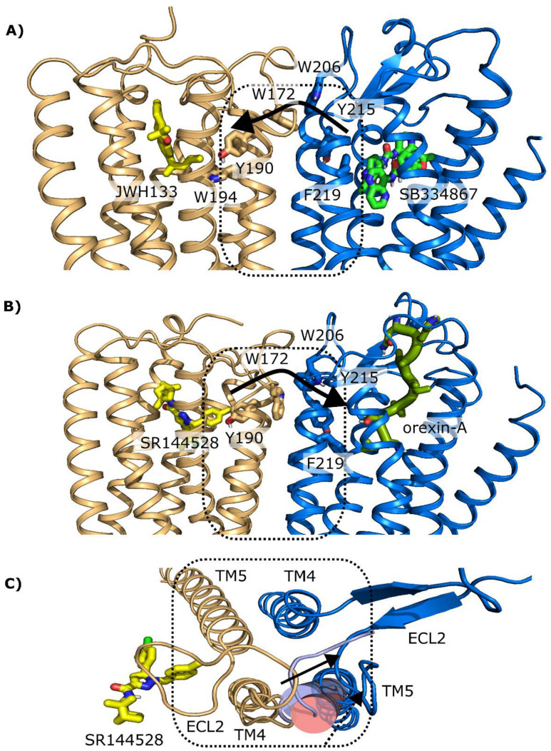 Computational model of the heteromeric TM4/5 CB2R-OX1R interface. (A,B) The possible modulation (indicated by the black arrows) of an antagonist to a neighbor receptor through a network of aromatic residues connecting both orthosteric sites, viewed from the membrane. (A) the CB2R/JWH133-OX1R/SB334867 complex; The experimental structure of the OX1R antagonist SB334867 revealed the presence of two copies of the ligand in the binding pocket interacting antiparallelly with each other, which resulted in a large ligand volume near TM5. (B) The CB2R/SR144528-OX1R/orexin-A. Similarly, the CB2R antagonist SR144528 puts an aromatic ring at the region where most CB ligands place the alkyl chain (such as in JHW133), also towards TM5. The CB2R receptor is shown in gold and the OX1R receptor in blue. Small-molecule ligands and aromatic side chains connecting the pockets are shown as sticks; orexin-A with a thick green cartoon. Dotted boxes indicate TMs 4 and 5 of both receptors. In (C) detail of the CB2R/SR144528-OX1R/orexin-A complex viewed from the extracellular side superposing different orientations of the extracellular portion of TM5 and proximal region of the second extracellular loop (ECL2) (i) from the OX2R/orexin-B complex (PDB id 7L1U, cylinder and loop in light blue), which would clash sterically with the TM4 of the CB2R; and (ii) from the OX1R/SB334867 complex (PDB id 6TQ7, pink cylinder), which orients in a direction that does not directly face TM4 and better avoids the possible clashes with it TM4. Arrows indicate the movements of TM5 helices towards the TM5 modeled in the heteromer (see Section 4, dark blue) [33]. This complex shows a characteristic signaling where the OX1R selective antagonist potentiates the cannabinoid CB2R function in cAMP signaling while it blocks the indirect MAPK pathway. These interesting results are also observed in resting microglia. However, in activated microglia, the OX1R antagonist blockade became stronger, inducing a higher potentiation of CB2R cannabinoid signaling not only in cAMP but also in MAPK signaling. These results can be explained because in primary microglia from the transgenic AD model, the CB2-OX1 receptor heteromer expression is significantly higher than in equivalent cells from control animals, as shown by PLA. This finding suggests that the heteromer could be a target to combat neurodegeneration. We have previously shown that primary microglia from this AD model have an activated phenotype that is, likely, neuroprotective [38,39,40]. This hypothesis would explain why cognitive deficits do not appear at birth but later in life. Future research should address whether the CB2-OX1 receptor heteromer is a suitable target to skew microglia to the neuroprotective phenotype.