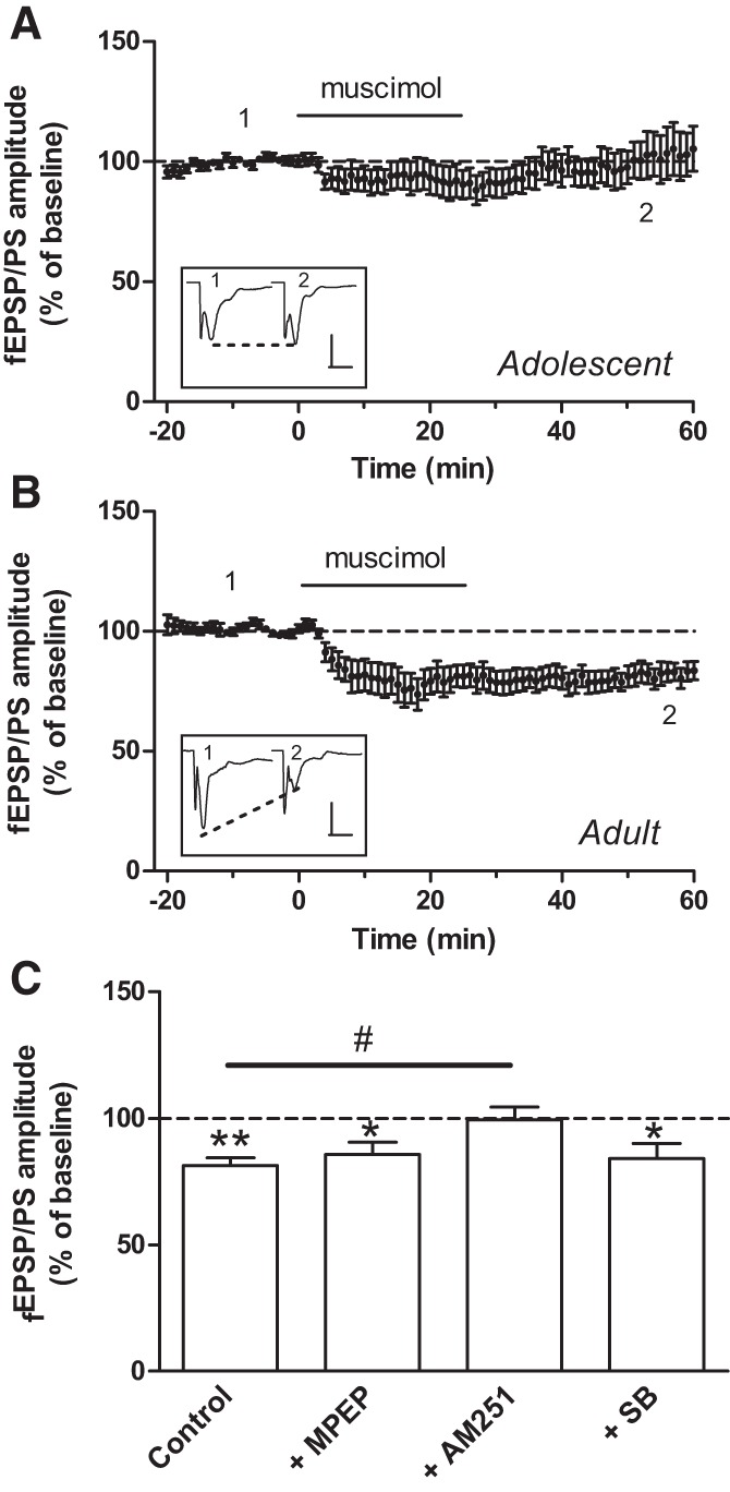 In the dorsolateral striatum, muscimol fails to induce LTD in adolescent mice but induces a form of LTD in adult mice. (A,B) Time course of the effect of muscimol (1 µM) on the mean (±SEM) amplitude of the fEPSP/PS measured in the DLS of adolescent mice (A, n = 10 slices) and adult mice (B, n = 13 slices). Insets show records of fEPSP/PSs measured in two slices at the time points indicated on the graphs, i.e., before (1) and 50–60 min after (2) the start of perfusion with muscimol. Scales bars: 0.6 mV/10 msec (A) and 0.3 mV/10 msec (B). (C) Averaged effect of muscimol on the fEPSP/PS amplitude in the DLS of adult mice in control slices (n = 13) and in the presence of MPEP (20 µM, n = 5 slices), AM251 (2 µM, n = 6 slices), and SB366791 (20 µM, n = 5 slices). (*) P < 0.05, (**) P < 0.01 compared with baseline (paired Student's t-test), and (#) P < 0.05 (Dunnett).