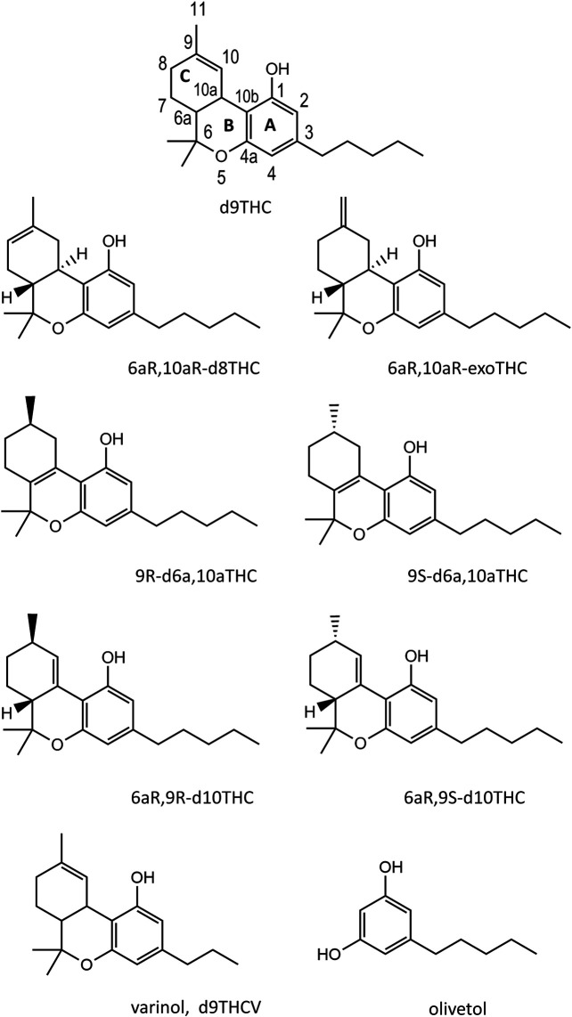 Chemical structures for seven THC isomers, a representative varinol cannabinoid (d9THCV, lowest left structure), and olivetol (lowest right structure).