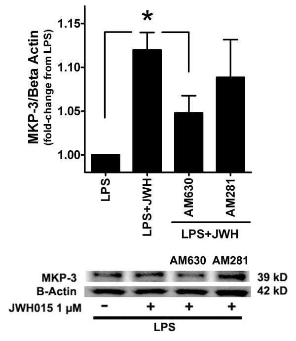 Blockade of CBR2 antagonizes the MKP-3 induction by JWH015. Quantification and representative western blot of MKP-3 expression in LPS-stimulated microglia in the presence or absence of JWH015 (1 μM) with or without the CBR2 antagonist, AM630, or the CBR1 antagonist, AM281. JWH015 induced a significant increase in MKP-3 compared to the LPS alone groups at the 15 min incubation time point. However, AM630 significantly blocked JWH015's effects on MKP-3 expression. JWH015's effects on MKP-3 were not modified by AM281. *p < 0.05 vs. LPS alone and LPS + JWH015 1 μM groups.