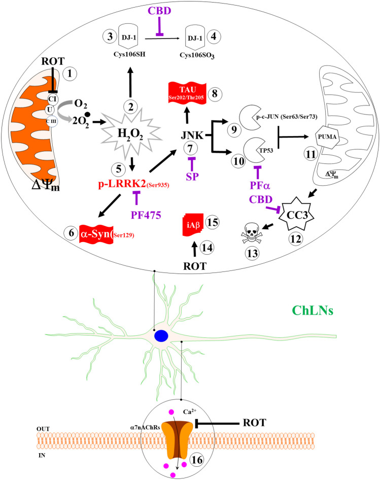 Schematic model of the effect of rotenone (ROT) on Cholinergic-Like neurons (ChLNs): A mechanistic explanation of the interaction between ROT, LRRK2 kinase, α-synuclein, TAU, and β. Rotenone (ROT) binds to the ubiquinone binding site of mitochondrial complex I preventing electron transfer through flavin mononucleotide (FMN) to coenzyme Q10 (1). Interruption of the electron transport chain concomitantly generates anion superoxide (O2.−) and hydrogen peroxide (H2O2, 2). This last compound is capable of directly oxidized DJ-1Cys106-SH (3) into DJ-1Cys106-SO3 (4), thereby disabling DJ-1 antioxidant signaling mechanisms. Alternatively, H2O2 activates LRRK 2 kinase (5) through activation of MEKK1/IKK or by autophosphorylation. Once LRRK 2 is phosphorylated at Ser935, the active kinase phosphorylates two major targets: (i) it phosphorylates α-Synuclein at Ser129 residue (6), and (ii) indirectly activates JNK pathway (7). This last kinase in turn phosphorylates protein TAU at Ser202/Tyr205 (8), activates via phosphorylation at Ser63/Ser73 pro-apoptotic c-JUN factor (9) and TP53 (10), which in turn transcribe PUMA (11), a BH-3-only Bcl-2 protein that induces mitochondria depolarization, resulting in cleaved caspase 3 (CC3, 12), which is responsible for chromatin condensation and DNA fragmentation (13), typical hallmarks of apoptosis. Additionally, ROT putatively binds to the PSEN1/γ -secretase (14), impairing the process of Amyloid β Precursor Protein towards up-expression of internal accumulation of Aβ (iAβ, 15) and to the α7nAChRs (16), inducing Ca influx dysregulation in ChLNs. The coexistence of p-Ser129 α-Syn (6), p-Ser202/Thr205 TAU (8), and iAβ (15) constitute the pathological hallmark of PDD. Notably, selective inhibition of LRRK2, JNK, and TP 53 with PF475 (PF), SP600125 (SP), pifithrin-α(PFT), and cannabidiol (CBD) blunted the appearance of p-α-Syn (6), p-TAU (8), CC3 (12), condensed/ fragmented nuclei (13), and iAβ (15)