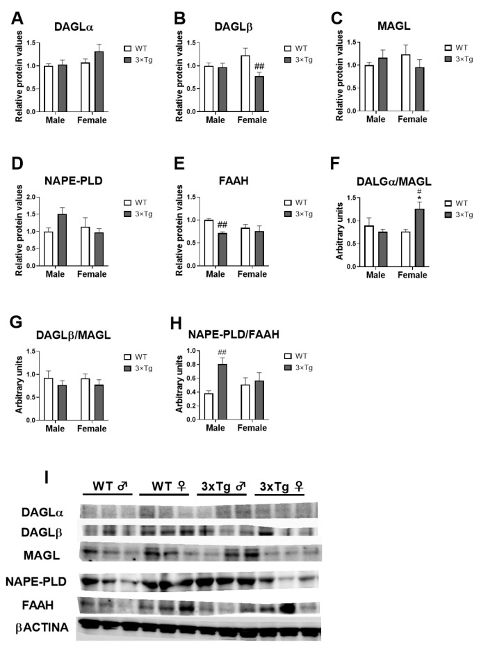 Cannabinoid enzymes protein expression: Dagla (A), Daglb (B), Mgll (C), Nape-pld (D), Faah (E), Dagla/Mgll (F), Daglb/Mgll (G), and Nape-pld/Faah (H) in hippocampal astrocytes from offspring born to 3×Tg-AD and non-Tg (WT) mice. Representative immunoblots (I). Data are expressed as the mean ± S.E.M. Tukey or single-effect analysis: * p < 0.05 vs. males (sex difference); #/## p < 0.05/0.01 vs. same-sex WT group.