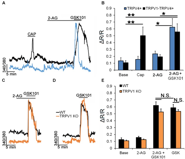 RGC TRPV4 signaling is not modulated by endocannabinoids. Recordings from TRPV4eGFP, wild type (C57), and TRPV1-/- RGCs. (A) Representative traces and (B) cumulative averaged data for CAP and 2-AG responses in TRPV4+ (n = 10) and TRPV1-TRPV4+ (n = 10) RGCs. (C) Preincubation with 2-AG has no effect on the amplitude of the GSK101-evoked [Ca2+]i response (n = 24). (D) Ablation of the Trpv1 gene has no effect on the TRPV4 response (n = 8). (E) Cumulative averaged data from WT (black) and TRPV1 (orange) KO RGCs. Neither exposure to 2-AG nor absence of TRPV1 impact GSK101-evoked [Ca2+]i signaling. ∗P ≤ 0.05, ∗∗P ≤ 0.01.