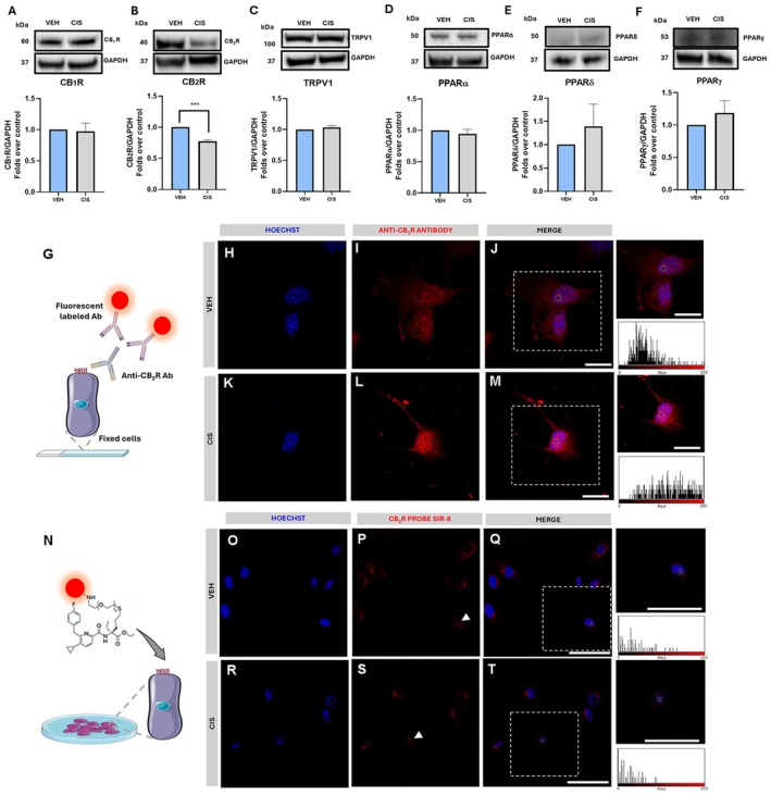 Analysis of eCB receptors in UB/OC1 cells upon cisplatin treatment. (A–F) Representative Western blot bands and densitometric quantification of CB1R (A), CB2R (B), TRPV1 (C), PPARα (D), PPARδ (E), and PPARγ (F) with respective GAPDH housekeeping in VEH and CIS‐treated cells. Data is presented as mean ± SEM. Statistical analysis was performed using a two‐tailed unpaired Student's t‐test (n = 3) (***p ≤ 0.001 vs VEH). Whole Western blot bands are reported in Figures S25–S30. (G) Schematic representation of the immunofluorescence staining method using anti‐CB2R antibody. (H–J) Representative confocal images of VEH‐treated cells immunostained with anti‐CB2R (red) and counterstained with Hoechst nuclear dye (blue); (K–M) Representative confocal images of CIS‐ treated cells immunostained with anti‐CB2R (red) and counterstained with Hoechst nuclear dye (blue). Scale bar: 20 μm. (N) Schematic representation of the CB2R selective probe SiR‐8 live‐cell staining. (O–Q) Representative confocal microscopy images of VEH‐treated cells stained with CB2R SiR‐8 probe (red) and counterstained with Hoechst nuclear dye (blue); (R–T) Representative confocal microscopy images of CIS‐treated cells stained with CB2R SiR‐8 probe (red) and counterstained with Hoechst nuclear dye (blue). Scale bar: 75 μm. White dotted boxes show zoomed‐in views of UB/OC1 cells, and the corresponding fluorescence intensity histograms are representative of the yellow circle‐marked areas. Live‐cell time‐lapse video is provided in the Supporting Information. CB1R, cannabinoid receptor 1; CB2R, cannabinoid receptor 2; CIS, cisplatin; eCBs, endocannabinoids; GAPDH, glyceraldehyde‐3‐phosphate dehydrogenase; PPAR α, γ, δ, peroxisome proliferator‐activated nuclear receptors α, γ, δ; TRPV1, transient receptor potential vanilloid receptor 1; VEH, vehicle.