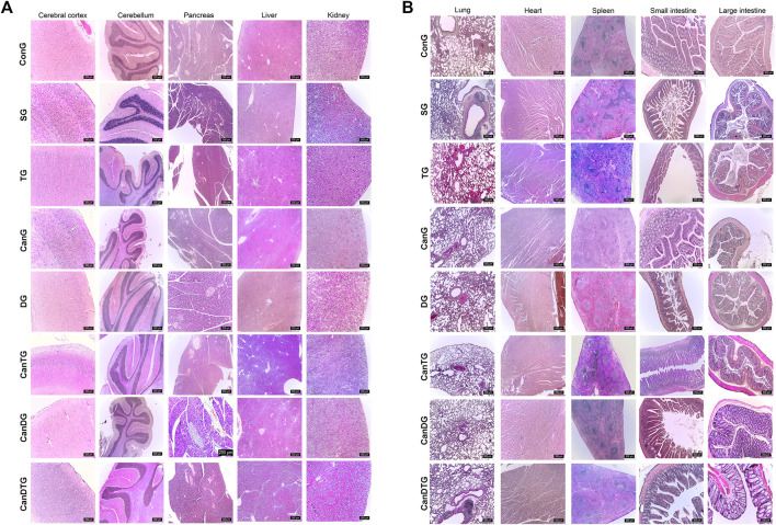 Panel A displays rows of microscope images showing histological sections from cerebral cortex, cerebellum, pancreas, liver, and kidney tissues across seven experimental groups. Panel B shows similar histological sections of lung, heart, spleen, small intestine, and large intestine tissues for the same groups. Each tissue section is stained and labeled with a scale bar for size reference, facilitating pathological and morphological comparison between groups.