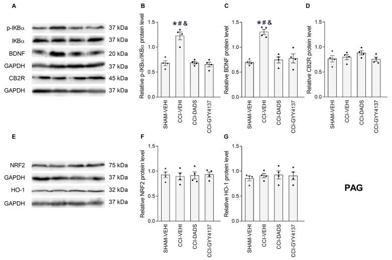 The effects of treatment with DADS and GYY4137 on the expression of p-IKBα, BDNF, CB2R, NRF2 and HO-1 in the PAG of mice with neuropathic pain. Both treatments reversed the upregulation of p-IKBα (B) and BDNF (C) induced by CCI. No variations in the CB2R (D), NRF2 (F) and HO-1 (G) were identified. Sham-operated mice treated with the vehicle (VEHI) were employed as the control group. All proteins are expressed relative to the GAPDH protein levels, except p-IKBα, which is relative to IKBα. Representative blots for p-IKBα, BDNF and CB2R (A), and for NRF2 and HO-1 (E) are shown. In all pictures, the symbols denote significant changes versus, * sham-operated mice treated with VEH, # CCI mice treated whit DADS and & CCI mice treated GYY4137 (p < 0.05; one-way ANOVA, followed by Tukey test). The results are presented as the mean values ± SEM; n = 4 samples/group.
