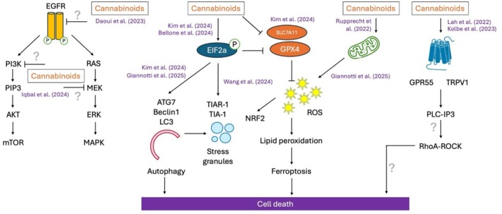 Emerging mechanisms of cannabinoid‐induced cell death in glioma.