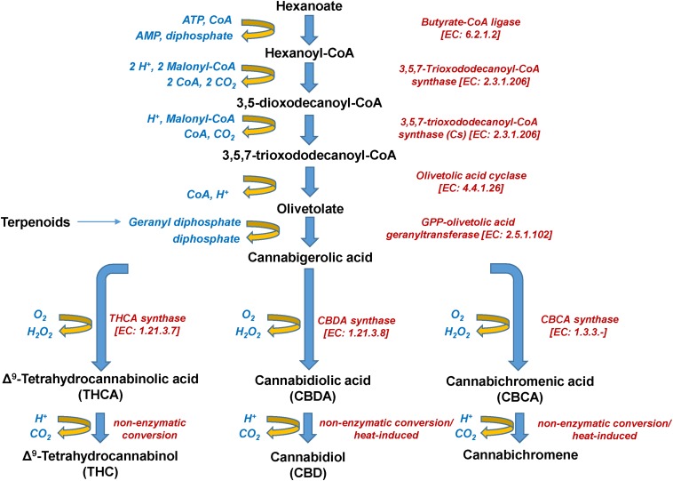 Biosynthetic pathway of Cannabis (Cannabis sativa L.) cannabinoids.