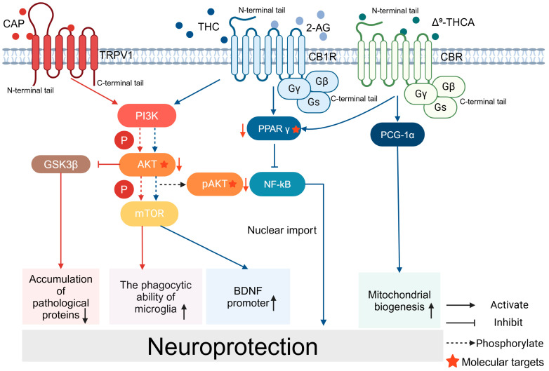 Signaling pathways for the neuroprotective effects of CAP and CB: CAP acts on TRPV1 and activates the PI3K/AKT/mTOR signaling pathway, enhances the phagocytosis of microglia, and activates the promoter of BDNF. CAP reduces the accumulation of pathological proteins through PI3K/AKT/GSK3β. Cannabinoids and their related products bind to CBR and exert neuroprotective effects. THC binds to CB1R and activates the PPARγ/NF-kB pathway. Δ9-THCA promotes mitochondrial biogenesis.