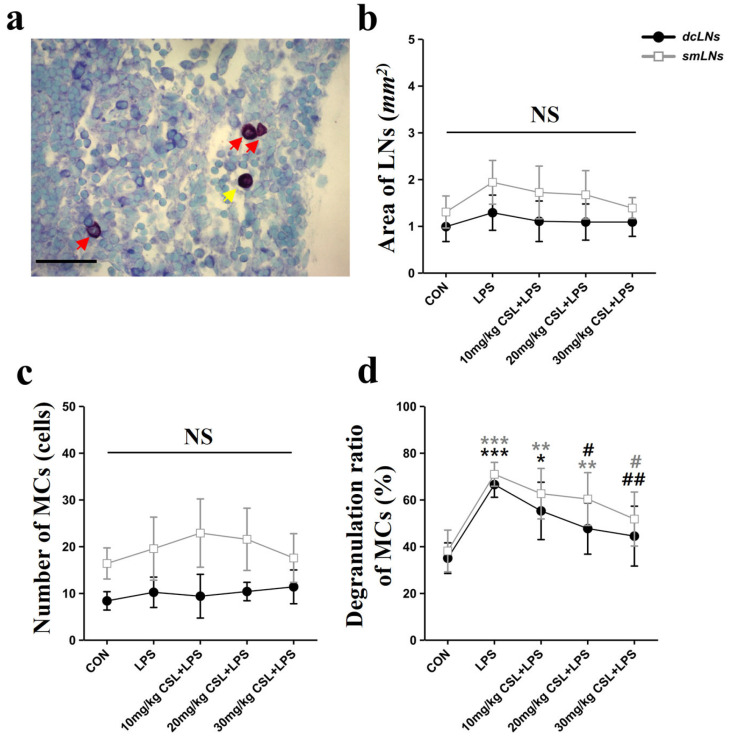 Effects of CSL on mast cell (MC) activation in deep cervical lymph nodes (dcLNs) and submandibular lymph nodes (smLNs) in the LPS model. (a) Representative LN image showing mast cell degranulation (red arrows: degranulated MCs, yellow arrow: non-degranulated MCs, scale bar: 100 µm), (b) area of LNs, (c) number of MCs, (d) degranulation ratio of MCs. Results are expressed as mean ± standard deviation (S.D.). One-way ANOVA followed by Tukey’s post hoc test. *, compared with the CON group; #, compared with the LPS group; NS, not significant. */#, p < 0.05; **/##, p < 0.01; ***, p < 0.001. (n = 6 per group).