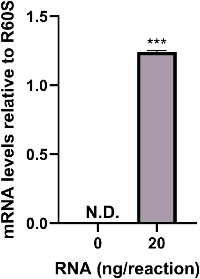 qRT-PCR detection of HirFAAH relative to R60S in the Hirudo CNS. Transcripts of HirFAAH were not detected (N.D.) in the no template control reactions whereas they were detected with 20 ng of total RNA. Mean and standard error of the mean of six independent experiments is reported.