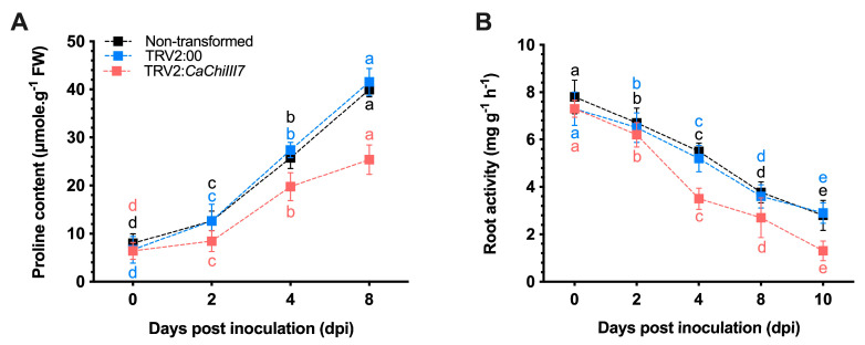 Biochemical indices of CaChiIII7-silenced and control (non-transformed and pTRV2:00) plants after Colletotrichum acutatum infection. (A) Accumulation of proline content was measured using the acid-ninhydrin method, and the absorbance of the organic phase remained steady at 520 nm. (B) Root activity was measured using the triphenyl-tetrazolium chloride (TTC) method. A total of 0.2 g of fresh root tips of pepper plants after inoculation with C. acutatum were obtained at various time points. Values are the means with standard deviations (±SD), and lowercase letters (a–e) indicate significant differences as analyzed by a Duncan’s multiple range (DMR) test (p < 0.05).