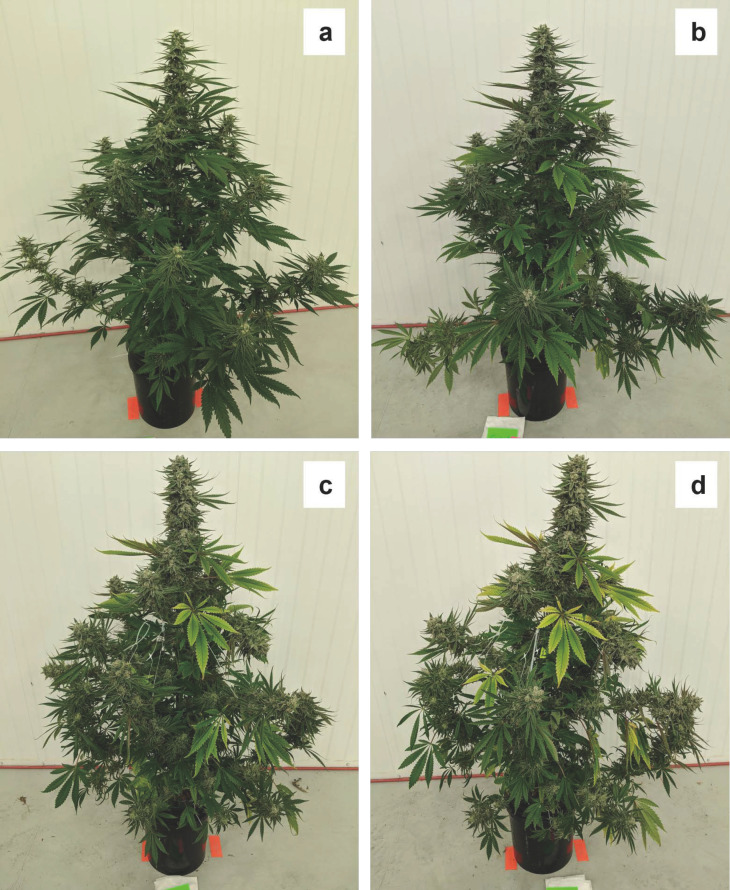 Control plant during (a) week five when no foliar deficiency symptoms were visible and (b) week six, (c) week seven, and (d) week eight, as fan leaves developed increasing levels of foliar chlorosis.