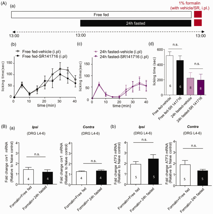 The effect of fasting on nociceptive signaling in the peripheral sensory neurons in formalin-induced acute inflammatory pain model. (A) The effect of intraplantar (i.pl) injection of CB1R antagonist on fasting-induced analgesia. Experimental design and schedule for formalin test (a). Time course of spontaneous pain behavior following injection of formalin (b, c). Formalin-induced pain behavior was divided into two phases, and the second phase was analyzed (d). SR 141716 (i.pl., 10 µg) did not affect the analgesic effect of fasting in the formalin-induced acute inflammatory pain model. (B) The mRNA expression of CB1R (cnr1) (a) and activating transcription factor 3 (ATF3) (b) in DRG. 24 h fasting did not affect the mRNA expression of cnr1 and ATF3 in formalin-induced acute inflammatory pain model ((A), (B) unpaired t-test).