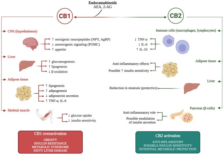 Schematic representation of CB1 and CB2 receptor-mediated pathways and their links to obesity. 2-AG, 2-arachidonoylglycerol; AEA, anandamide; AgRP; agouti-related peptide; CB1, cannabinoid receptor type 1; CB2, cannabinoid receptor type 2; CNS, central nervous system; IL-6, interleukin 6; IL-10, interleukin 10; NPY, neuropeptide Y; POMC, pro-opiomelanocortin; TNF-α, tumor necrosis factor alpha. (Figure generated using BioRender.com).
