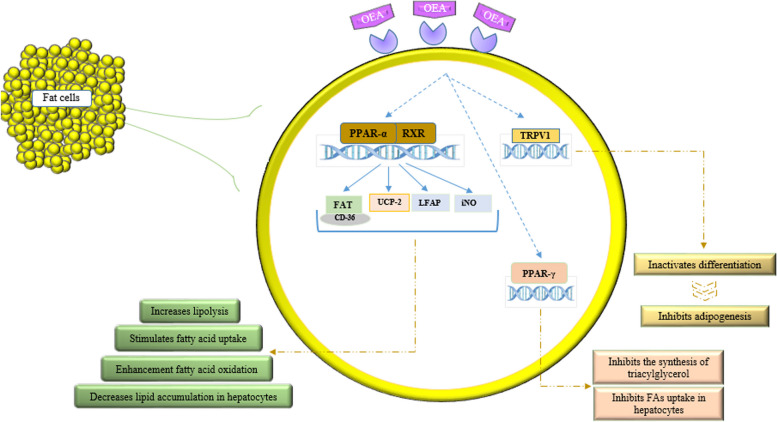 The potential mechanisms by which OEA affects TG levels