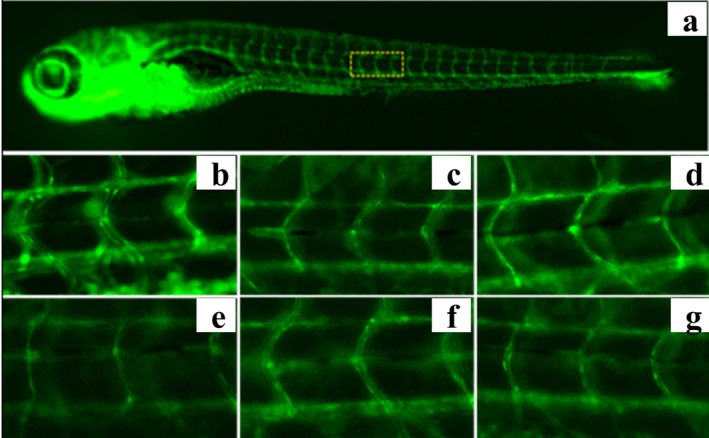 Typical diagram of intersegmental vascular diameter in fli1: EGFP zebrafish following treatment with hemp seed peptide or ponatinib. The yellow dotted box indicates the area of analysis for zebrafish intersegmental vascular (a) Example diagram of intersegmental vessel diameter analysis area of zebrafish. (b) Normal control. (c) Model control. (d) Positive contrast. (e) Hemp seed peptide (31.25 μg/mL). (f) Hemp seed peptide (62.5 μg/mL). (g) Hemp seed peptide (125 μg/mL).