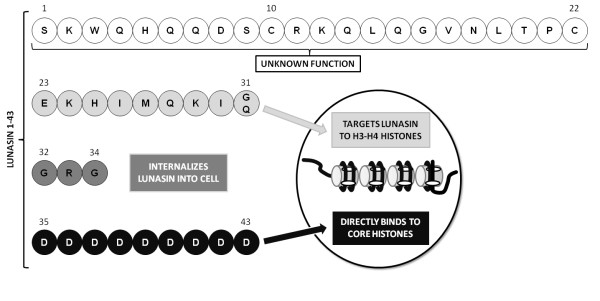 Amino acid sequence of lunasin and activity of regions of the peptide. Lunasin is a 43-amino acid peptide consisting of four regions. The function of residues 1-22 is currently unknown. Residues 23-31 target lunasin to chromatin. The Arg-Gly-Asp cell recognition sequence of residues 32-34 is known to internalise lunasin into the cell nucleus. The poly-aspartyl end of lunasin (residues 35-43) is responsible for binding it to the core histones within the chromatin. Adapted from [4].